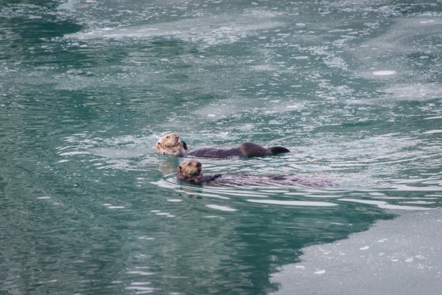 two otters swim on their backs in icy water